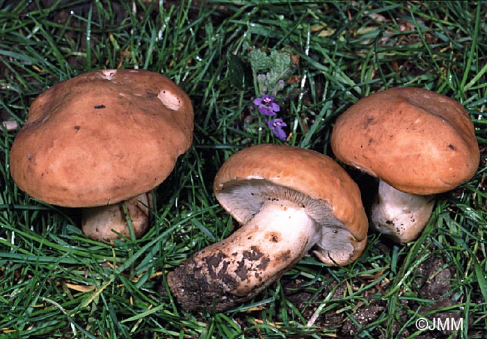 Calocybe gambosa f. graveolens