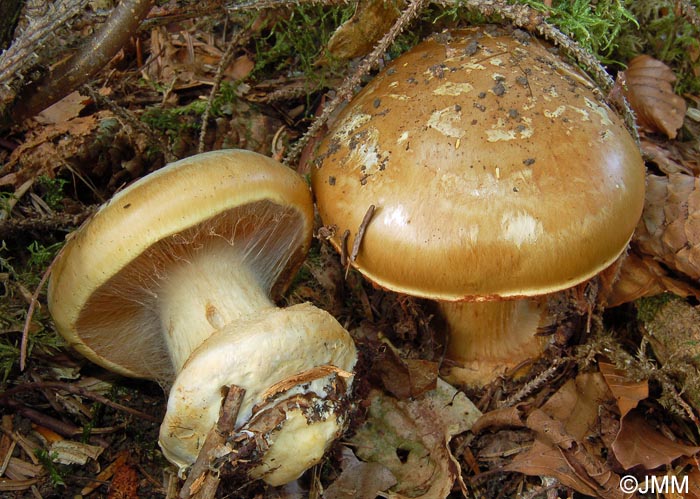 Cortinarius subturbinatus = Cortinarius saporatus = Calonarius saporatus