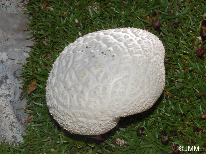 Calvatia cretacea