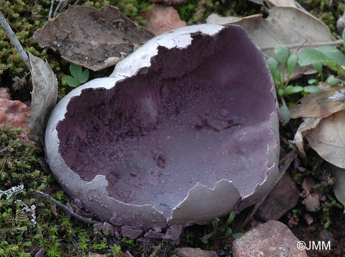 Calvatia cyathiformis