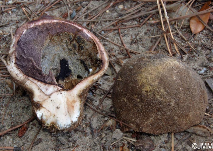 Calvatia cyathiformis