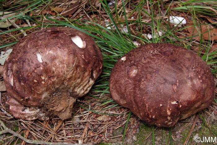 Calvatia cyathiformis