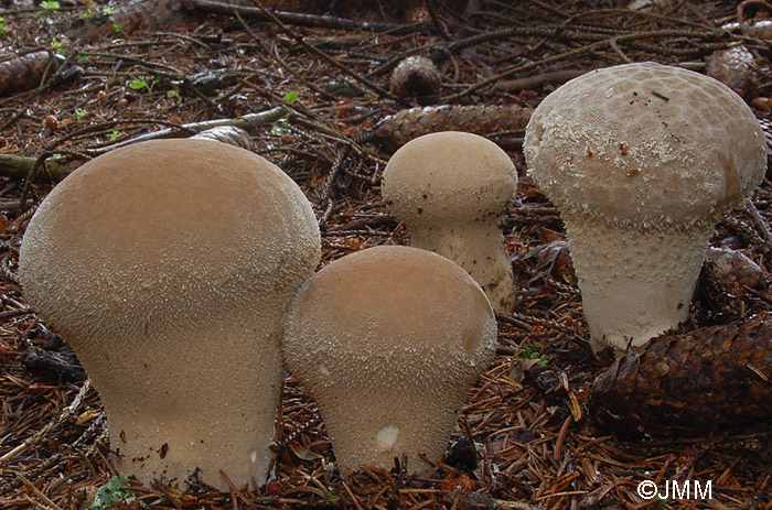 Calvatia excipuliformis