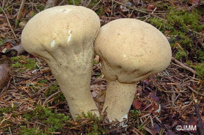 Calvatia excipuliformis