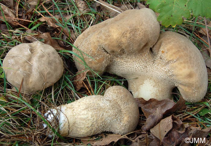 Calvatia excipuliformis