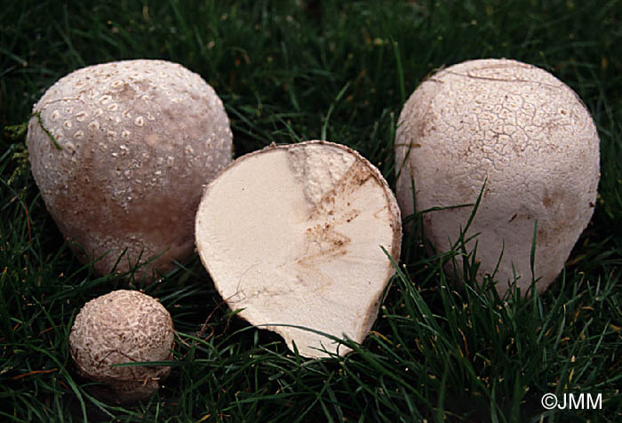 Calvatia utriformis