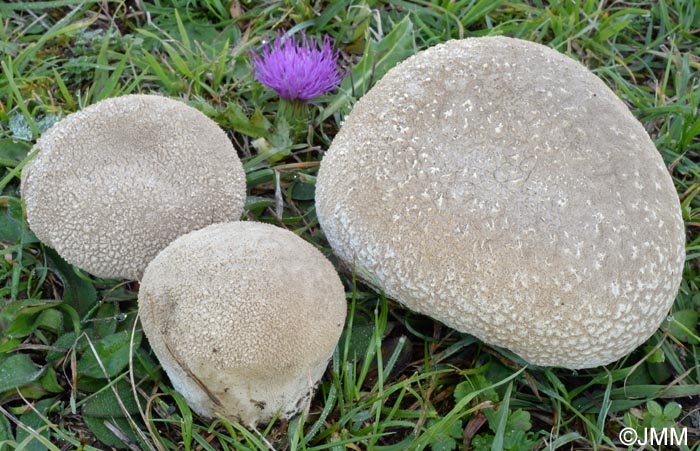 Calvatia utriformis