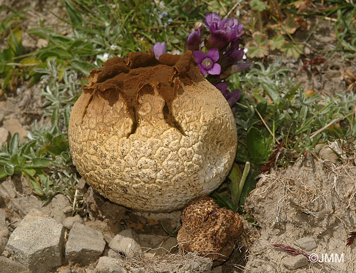 Calvatia utriformis & Gentiana campestris