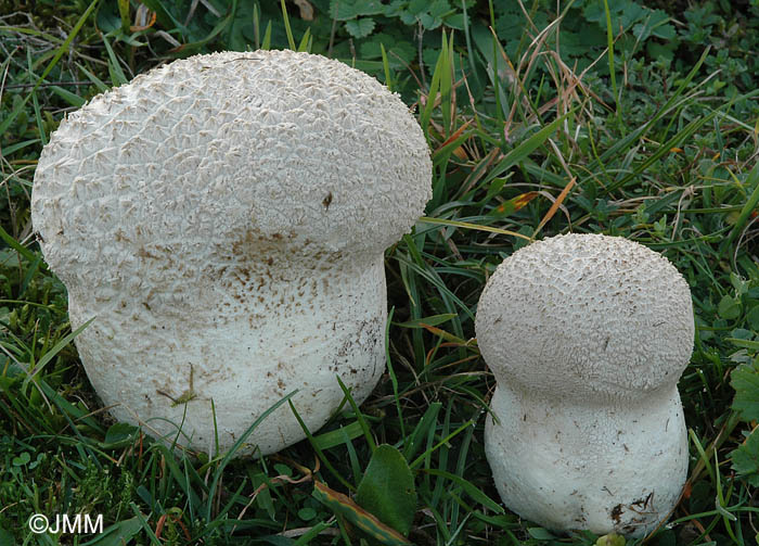 Calvatia utriformis