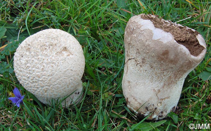 Calvatia utriformis