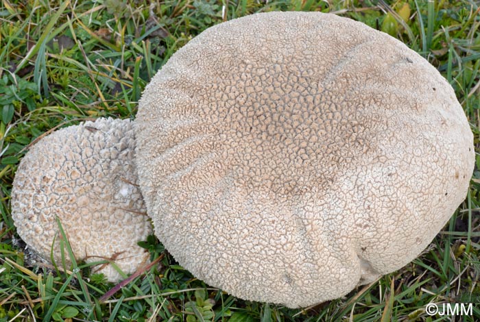 Calvatia utriformis