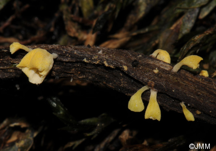 Calyptella campanula = Calyptella sulphurea