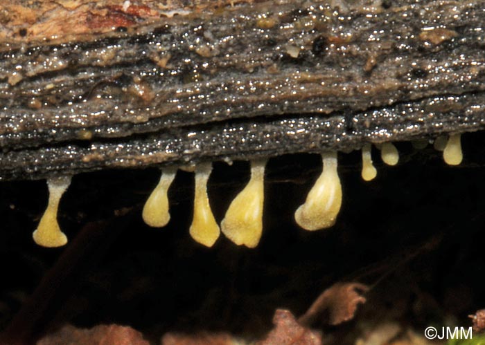 Calyptella campanula = Calyptella sulphurea