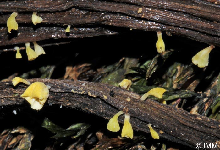 Calyptella campanula = Calyptella sulphurea