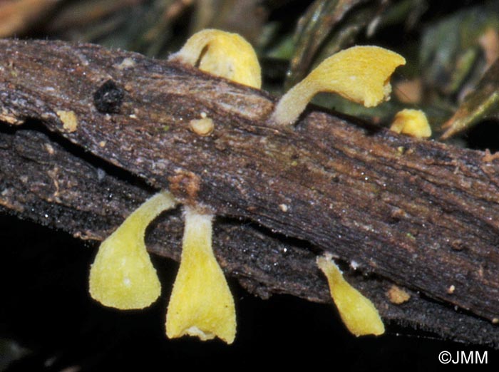 Calyptella campanula = Calyptella sulphurea