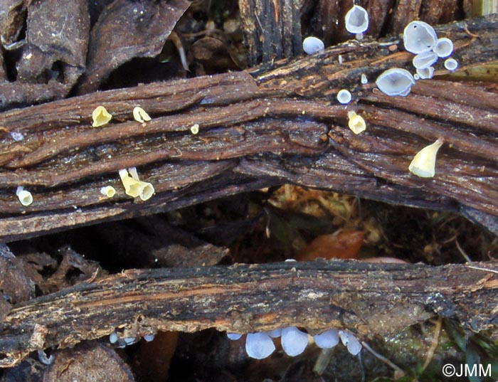 Calyptella campanula & Calyptella capula