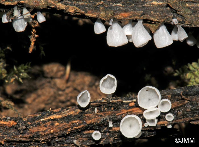 Calyptella capula