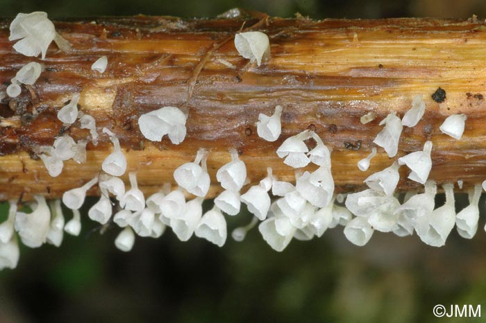 Calyptella capula