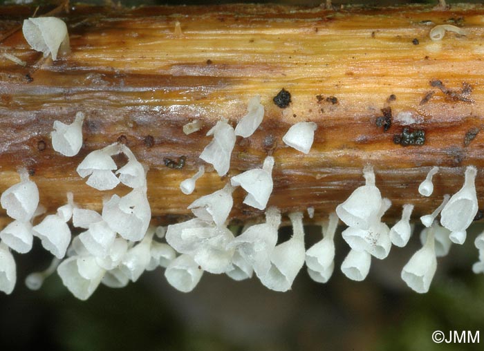 Calyptella capula