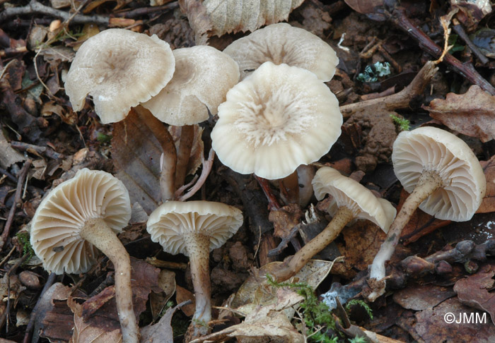 Camarophyllopsis atropuncta