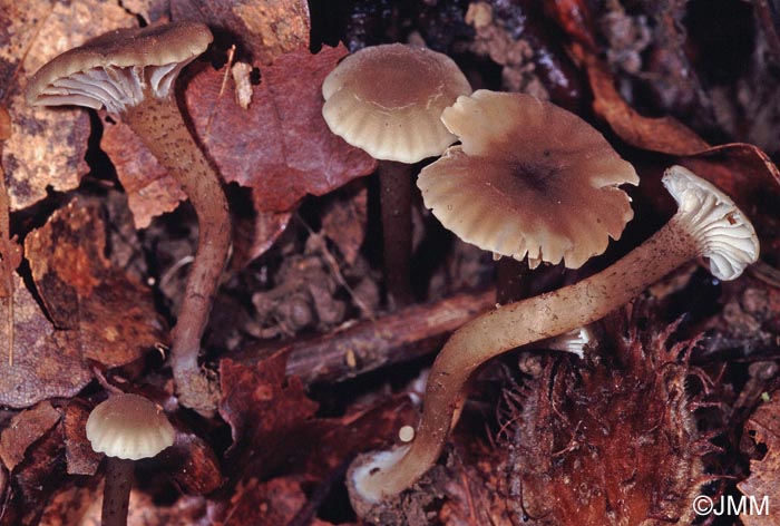 Camarophyllopsis atropuncta