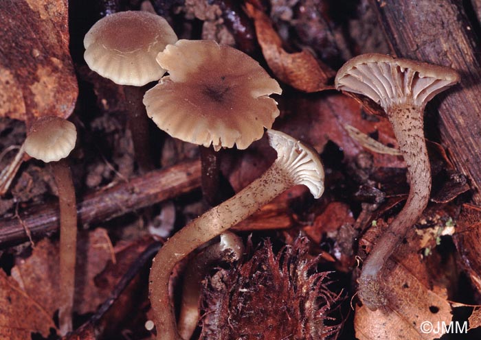 Camarophyllopsis atropuncta