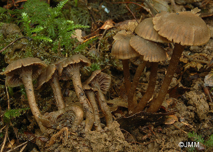 Camarophyllopsis phaeophylla