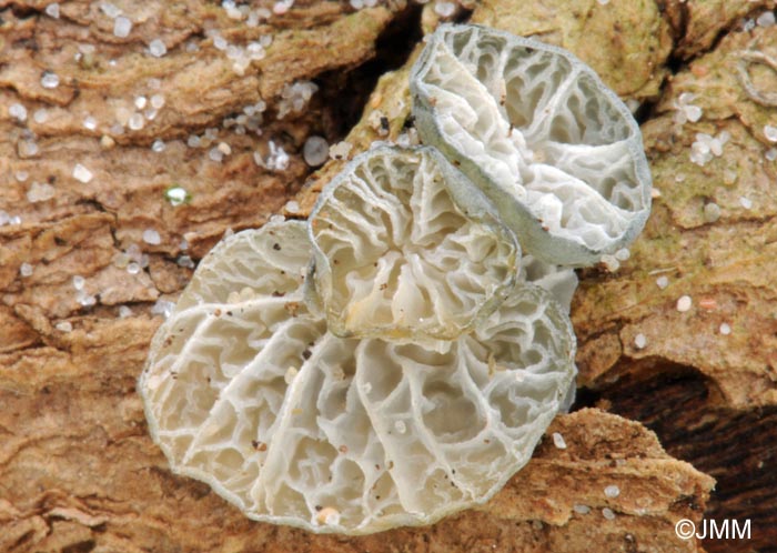 Campanella caesia