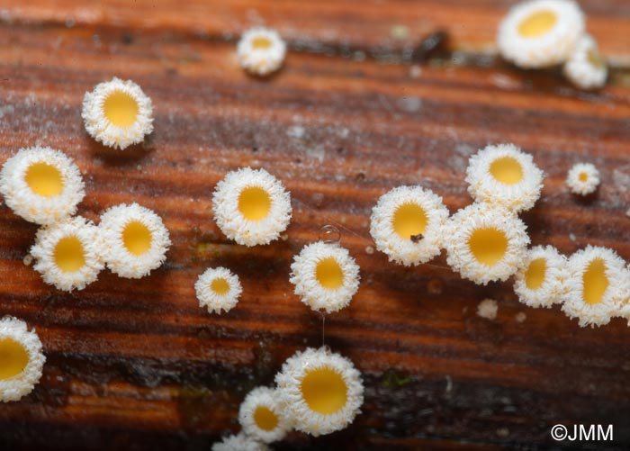 Capitotricha bicolor var. rubi