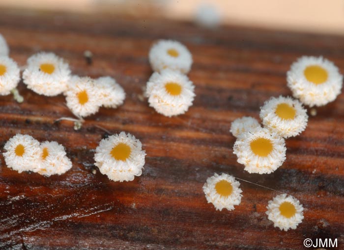 Capitotricha bicolor var. rubi