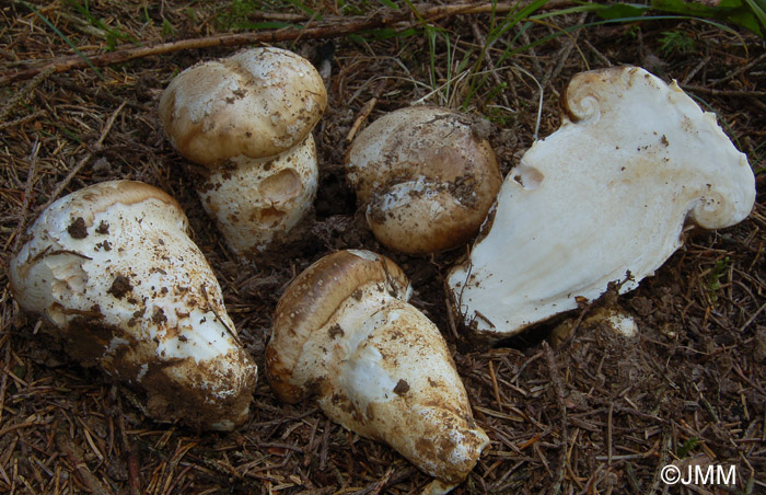 Catathelasma imperiale = Biannularia imperialis