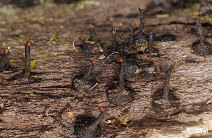 Ceratosphaeria lampadophora