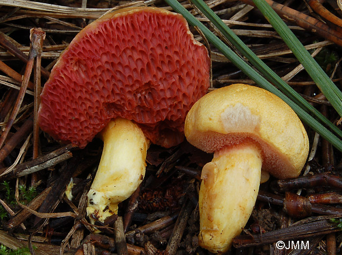 Chalciporus amarellus