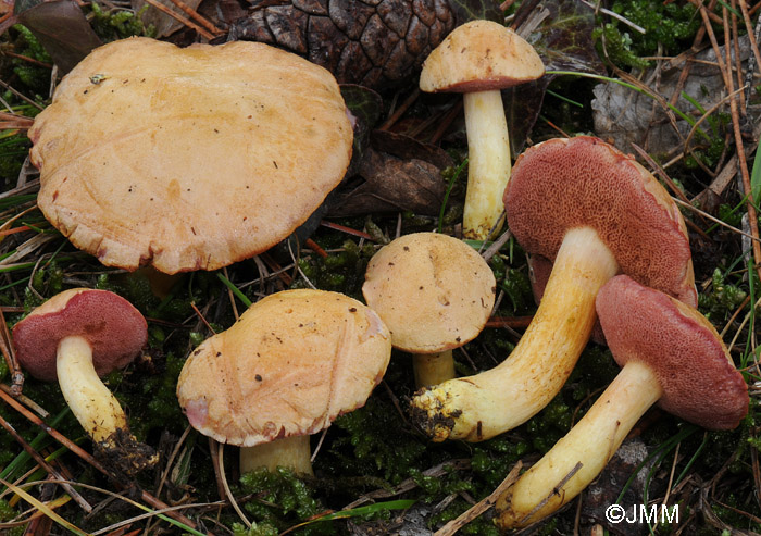 Chalciporus amarellus