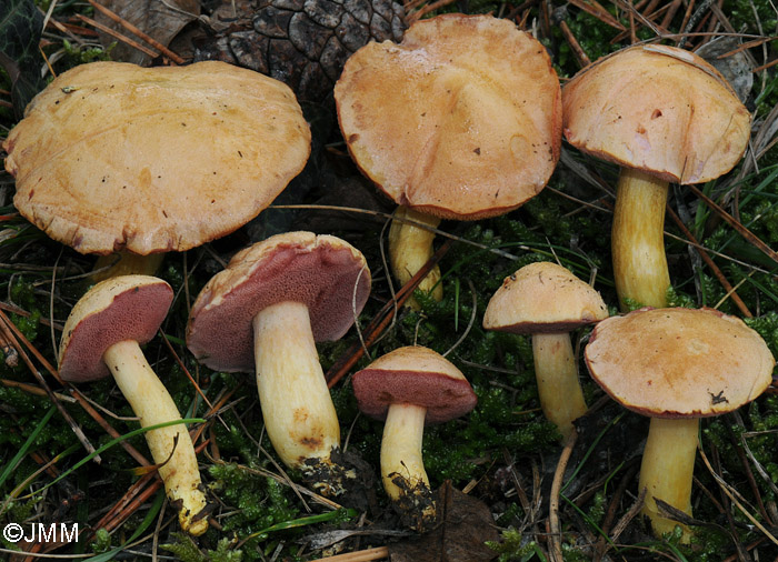 Chalciporus amarellus