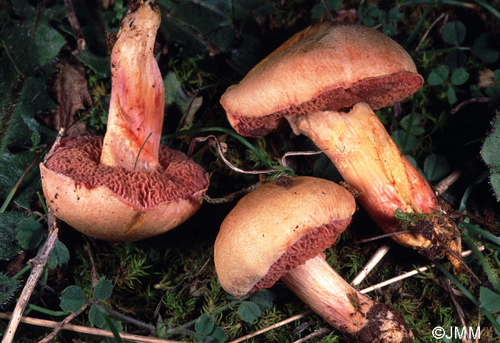 Chalciporus amarellus