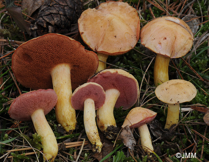 Chalciporus amarellus