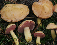 Chalciporus amarellus