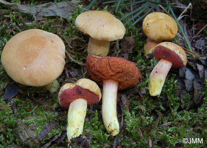 Chalciporus amarellus