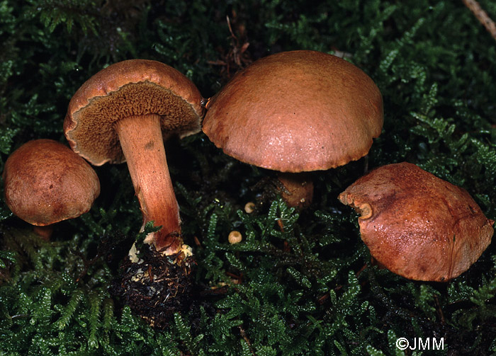 Chalciporus piperatus