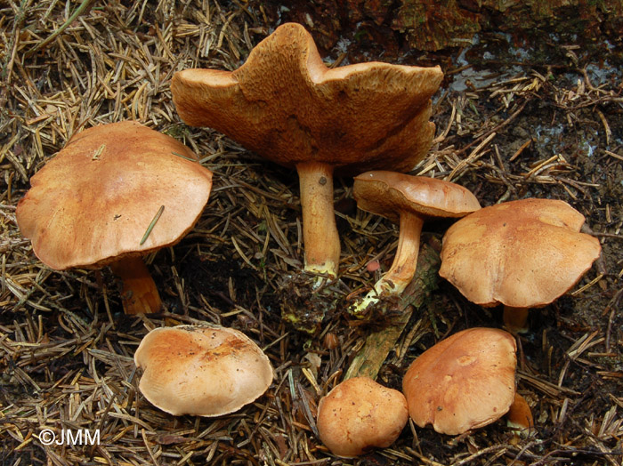 Chalciporus piperatus