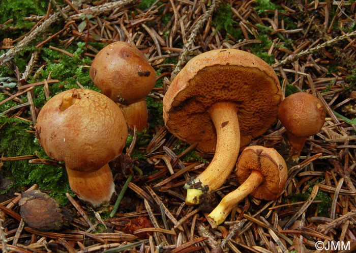 Chalciporus piperatus