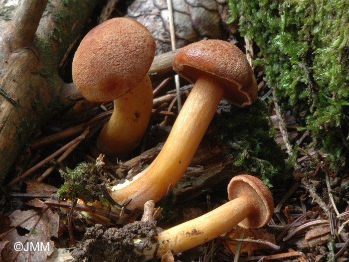 Chalciporus piperatus