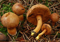 Chalciporus piperatus