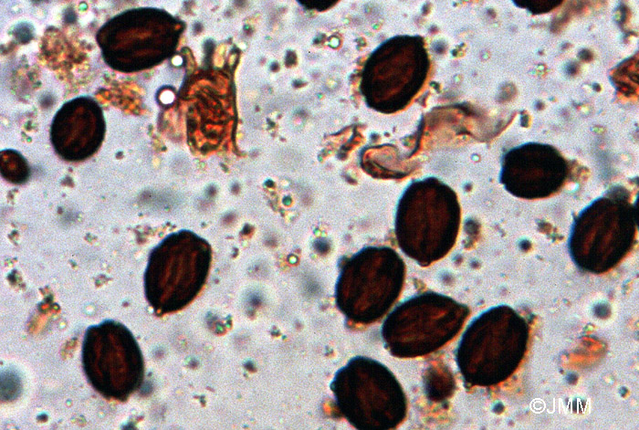 Chamonixia caespitosa : spores