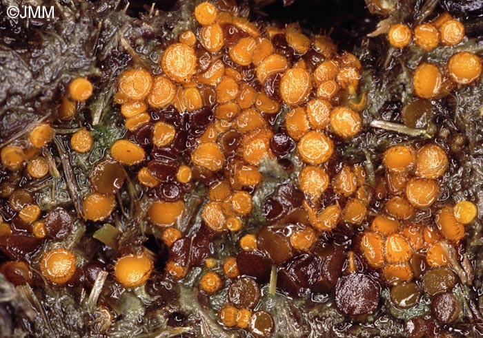 Cheilymenia stercorea & Ascobolus furfuraceus