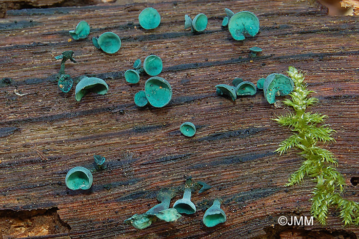 Chlorociboria aeruginascens