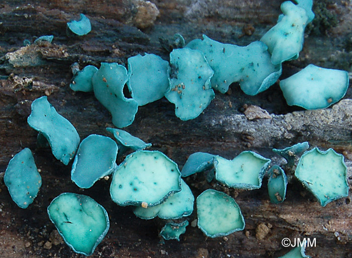 Chlorociboria aeruginascens