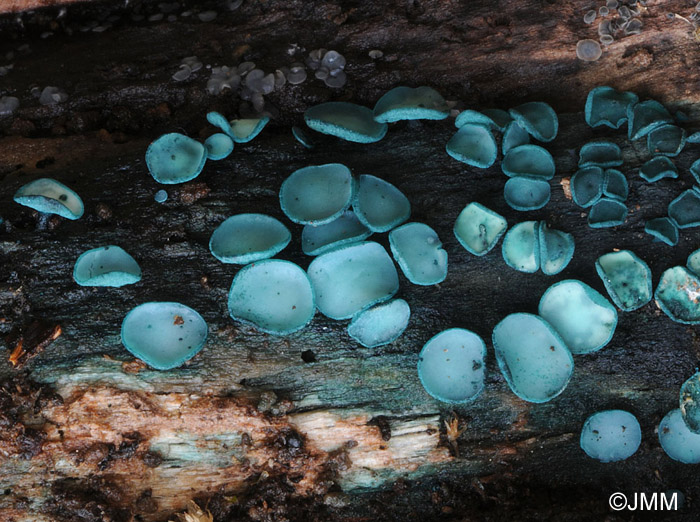 Chlorociboria aeruginosa