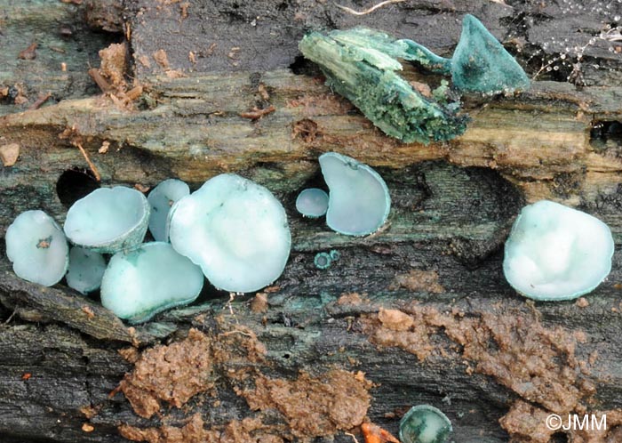 Chlorociboria aeruginosa